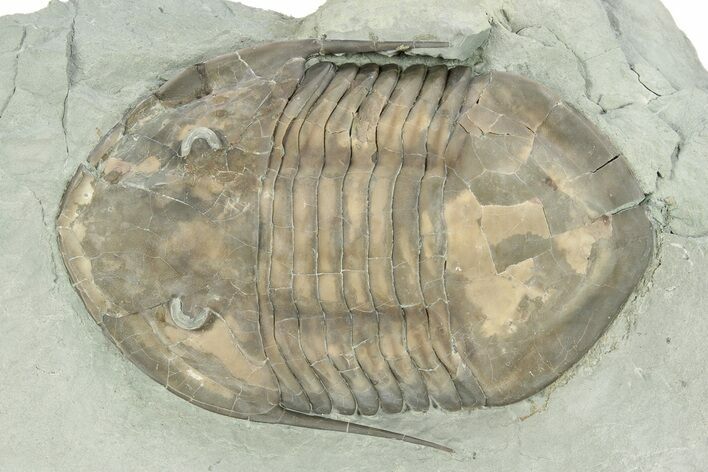 Prone Isotelus Trilobite - Mt Orab, Ohio #257541